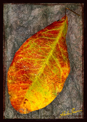 a colorful old leaf